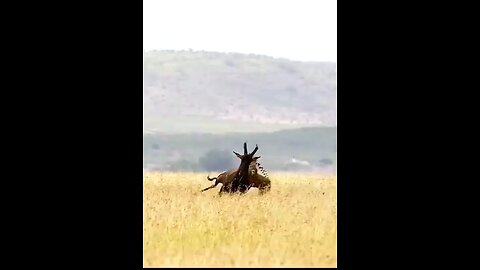 How did the leopard hunt the deer?