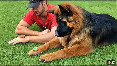 hen Dogs Are Imitating Their Human 😂 Funny Dog and Human Videos