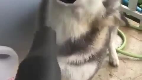 funny animals