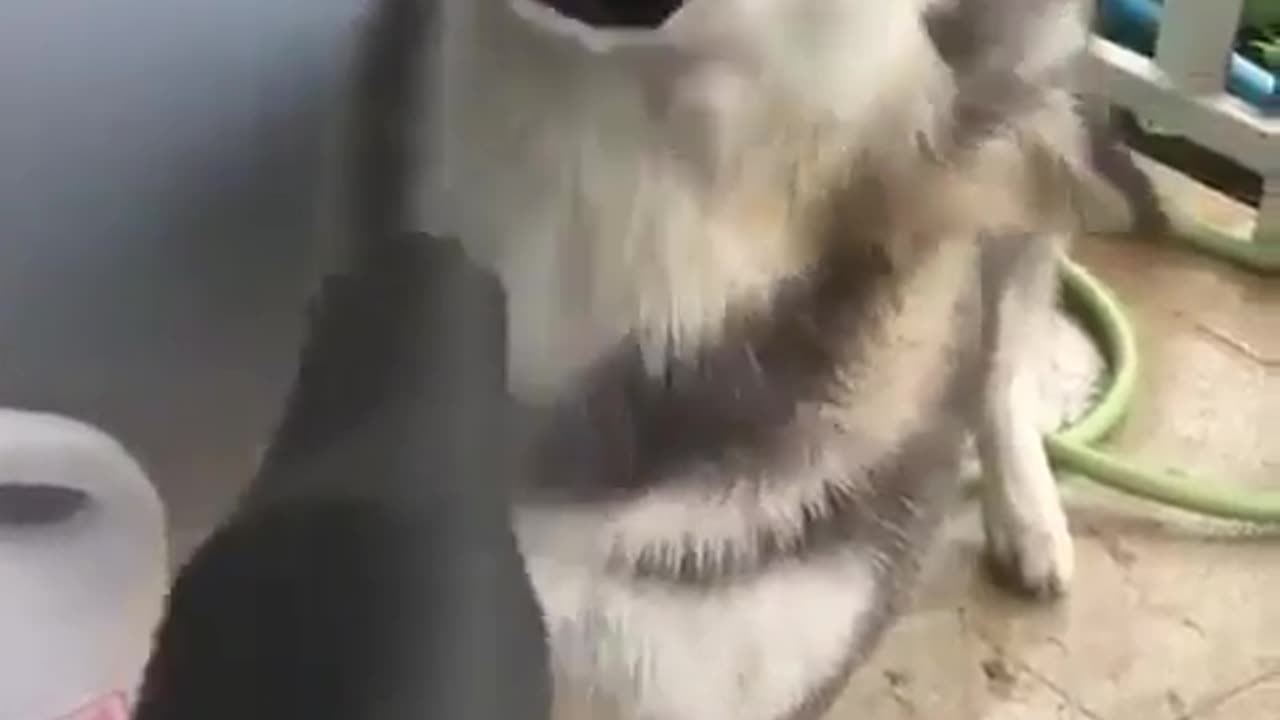 funny animals