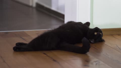 Cute Animal Ep46