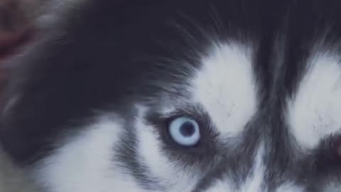 The Real Story of Balto – Hero of the Ice Trail