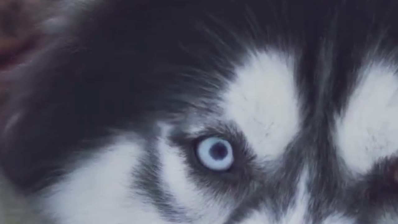 The Real Story of Balto – Hero of the Ice Trail