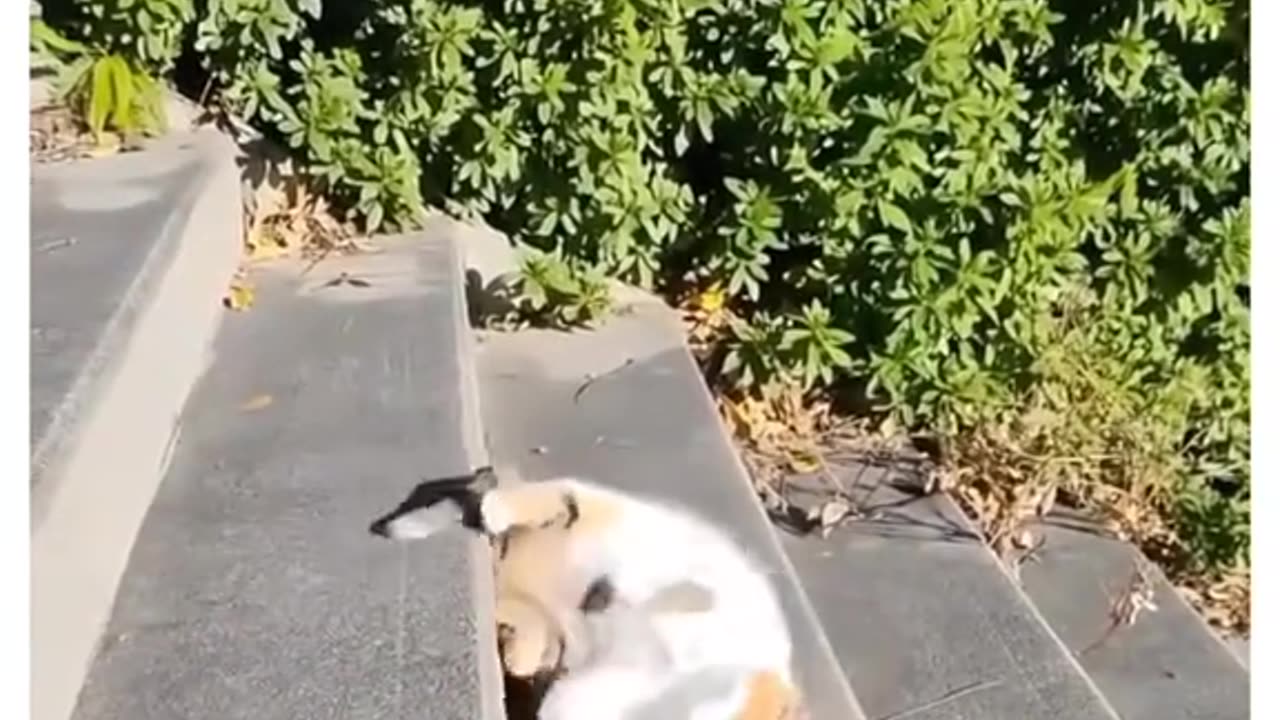 Funny cat video, be like water my friend