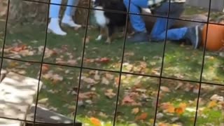 😂🐱 This Cat Makes Every Video 10x Funnier! | FunFM