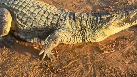 The stubborn crocodile, you really have to push them into the water