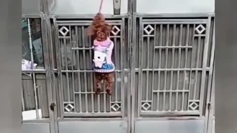 FUNNY ANIMAL VIDEOS