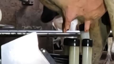 Our Cows Giving Fresh Milk on the Farm