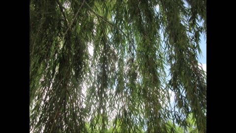 Offering Deep Insight Tree Weeping Willow Tree Aug 2023