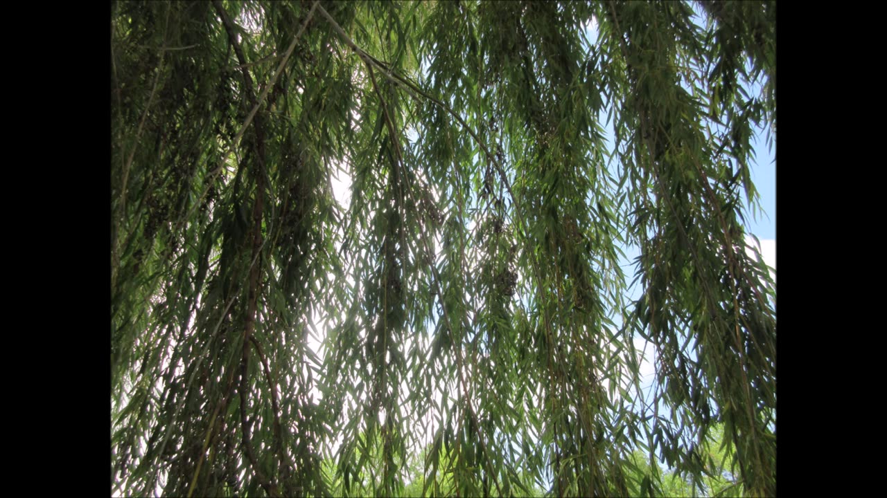 Offering Deep Insight Tree Weeping Willow Tree Aug 2023