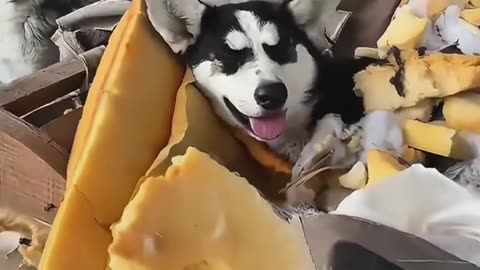 Dogs Causing Chaos at Home! 😂 | Wild Reactions & Total Destruction
