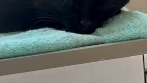 Cute Precious Piper is a Sound Asleep Spa Cat - Adopting a Cat from a Shelter Vlog #shorts