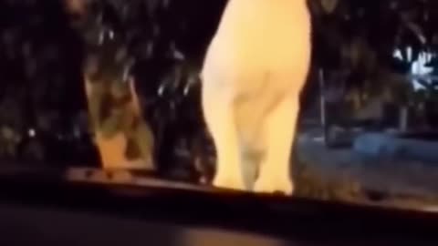 funny animal video🤣🤣😂