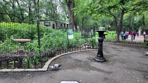 New York City LIVE Walking (chat on YouTube)