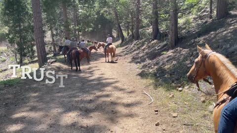 Cows to the mountains 2025