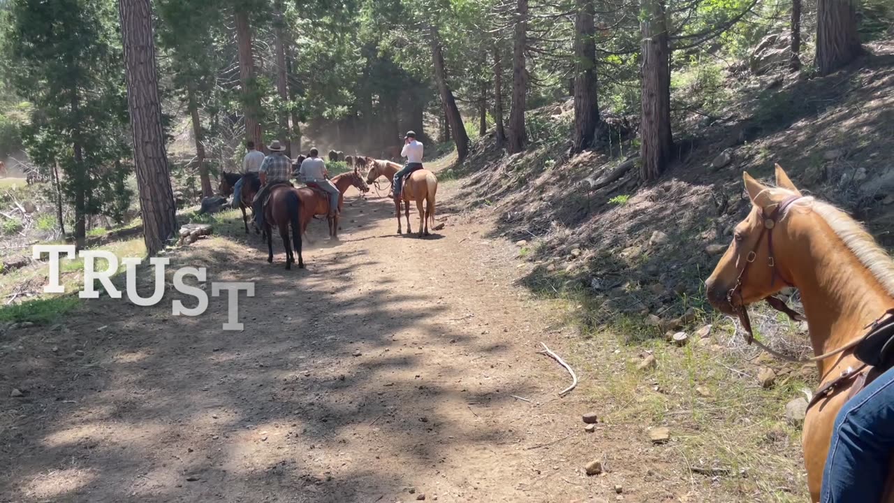 Cows to the mountains 2025