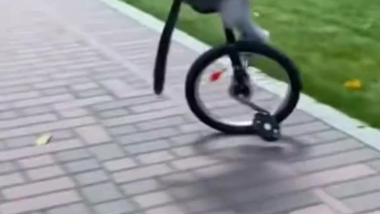 How could this even happen? 😂 🙈 #cat #catmeme #funnycatsvideos