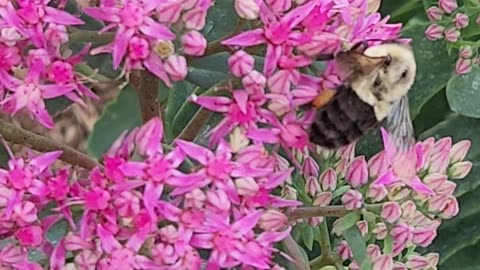 Bees love Sedum, so its time to get some Sedum.