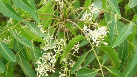 30 CANCER PREVENTING AND TREATING HERBS, SPICES & MEDICINAL PLANTS