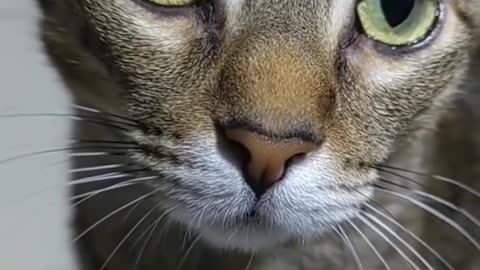 😊 🥰#Tierno😍 😸#Gatito 🗣#Platicando 🐾con 🌷Su 👧🏻#Karen. - 😻#TiernoGatito.👍