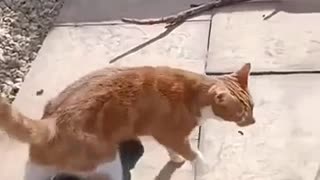 😂🐶 Watch What Happens When These Little Friends Meet! | FunFM