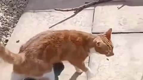 😂🐶 Watch What Happens When These Little Friends Meet! | FunFM