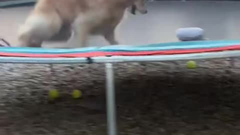 Dog Trampoline