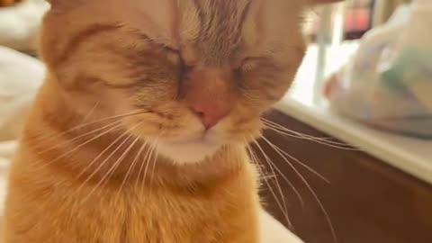 Cat got pet with dental flosh tip and get the vibe with the music, And look at the ears lol