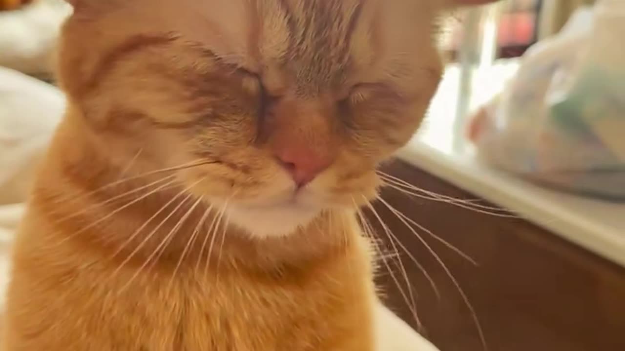 Cat got pet with dental flosh tip and get the vibe with the music, And look at the ears lol