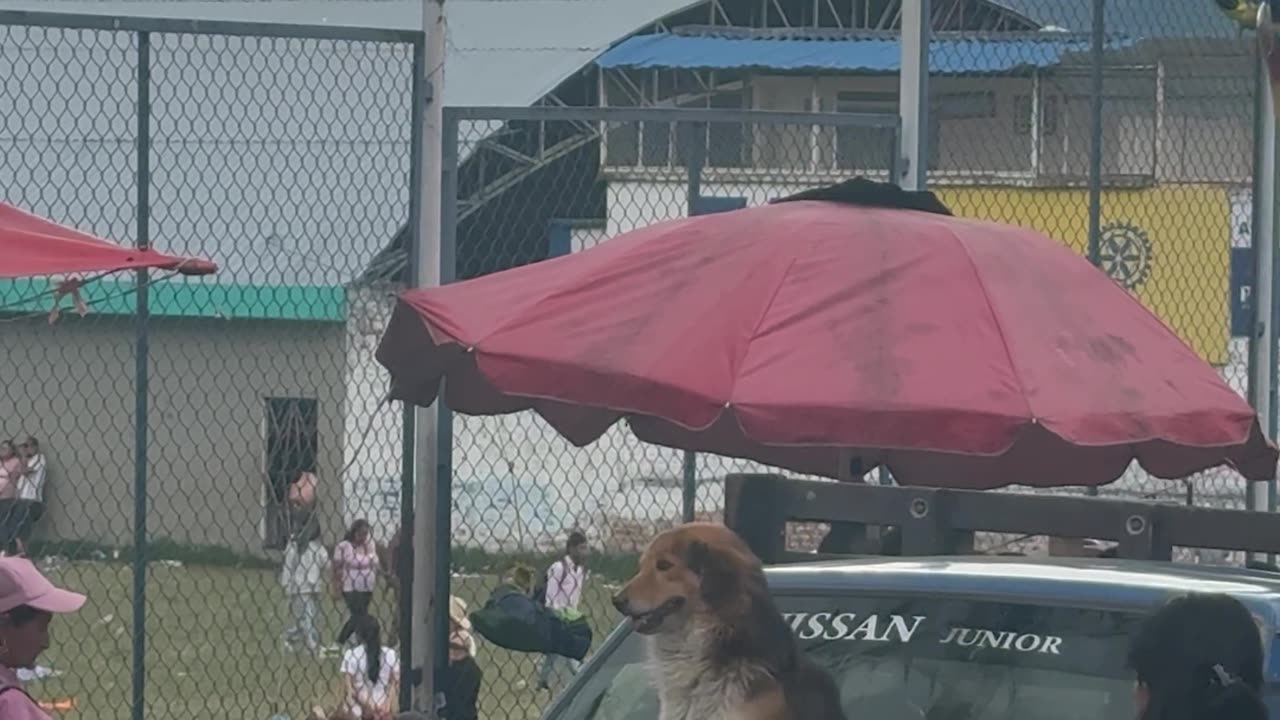 Dog Sits on a Moving Car