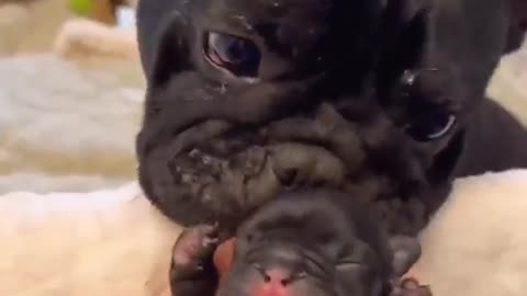 Dog’s happiness is contagious