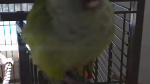 Watch Mordi’s Adorable Post-Bath Strut!
