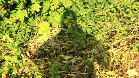 Garden and Nature