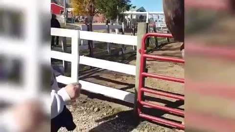humans and animals