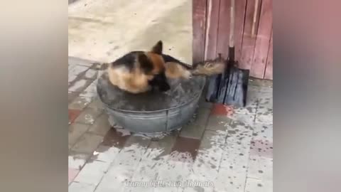 Funny animal videos part 3