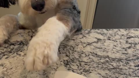 Bernedoodle Tries to Snag Waffles