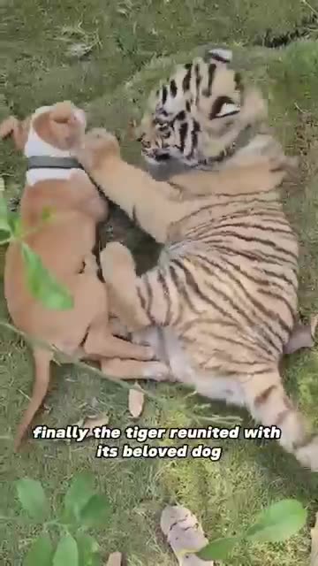 🐶 vs 🐯 Dog Protects Family from Intruding Tiger!
