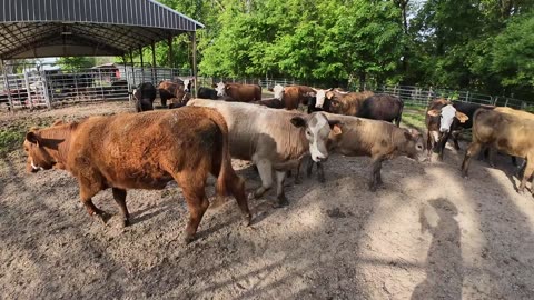 Pregnancy testing our fall calvers