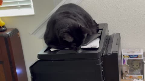 Cute Precious Piper is a Very Trustworthy Secret Agent - Adopting a Cat from a Shelter Vlog