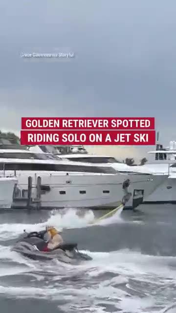 GOOD BOY Golden retriever spotted riding solo on a jet ski #animals #shorts #viralvideo #news #dog