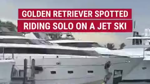 GOOD BOY Golden retriever spotted riding solo on a jet ski #animals #shorts #viralvideo #news #dog
