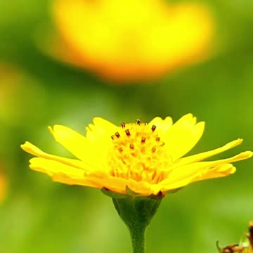 Bee-autiful Day 🐝💛 🌼 | Sounds of Nature