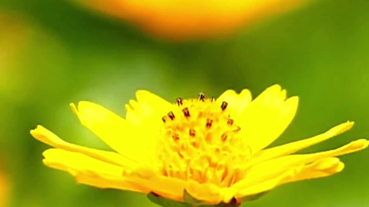 Bee-autiful Day 🐝💛 🌼 | Sounds of Nature