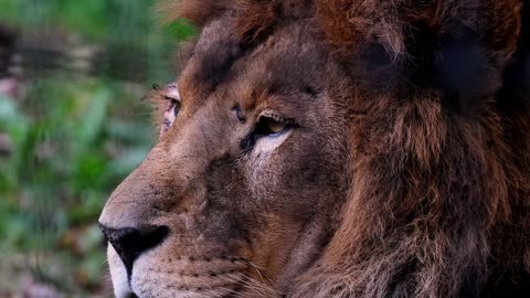 Beast Mode Animals – Wild & Untamed 🌿