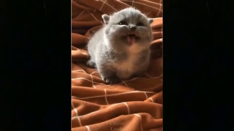 Funniest & Cutest Animals 🐧😂 | Best Funny Animal Videos
