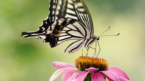 Elegant Butterfly on Pink Flower in Nature