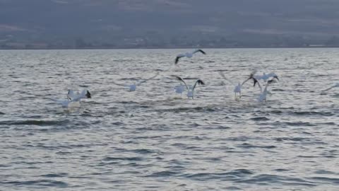 Seagulls Flying Over Lagoon