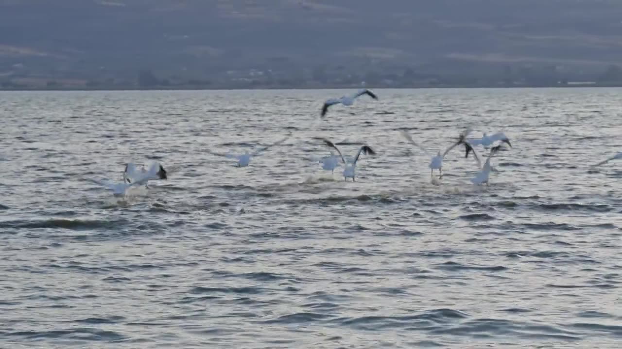 Seagulls Flying Over Lagoon