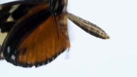 🦋 Butterflies TASTE With Their FEET! (Nature’s Weird Trick)