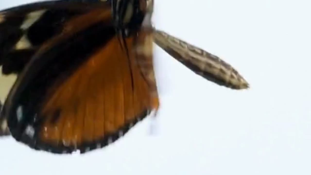 🦋 Butterflies TASTE With Their FEET! (Nature’s Weird Trick)